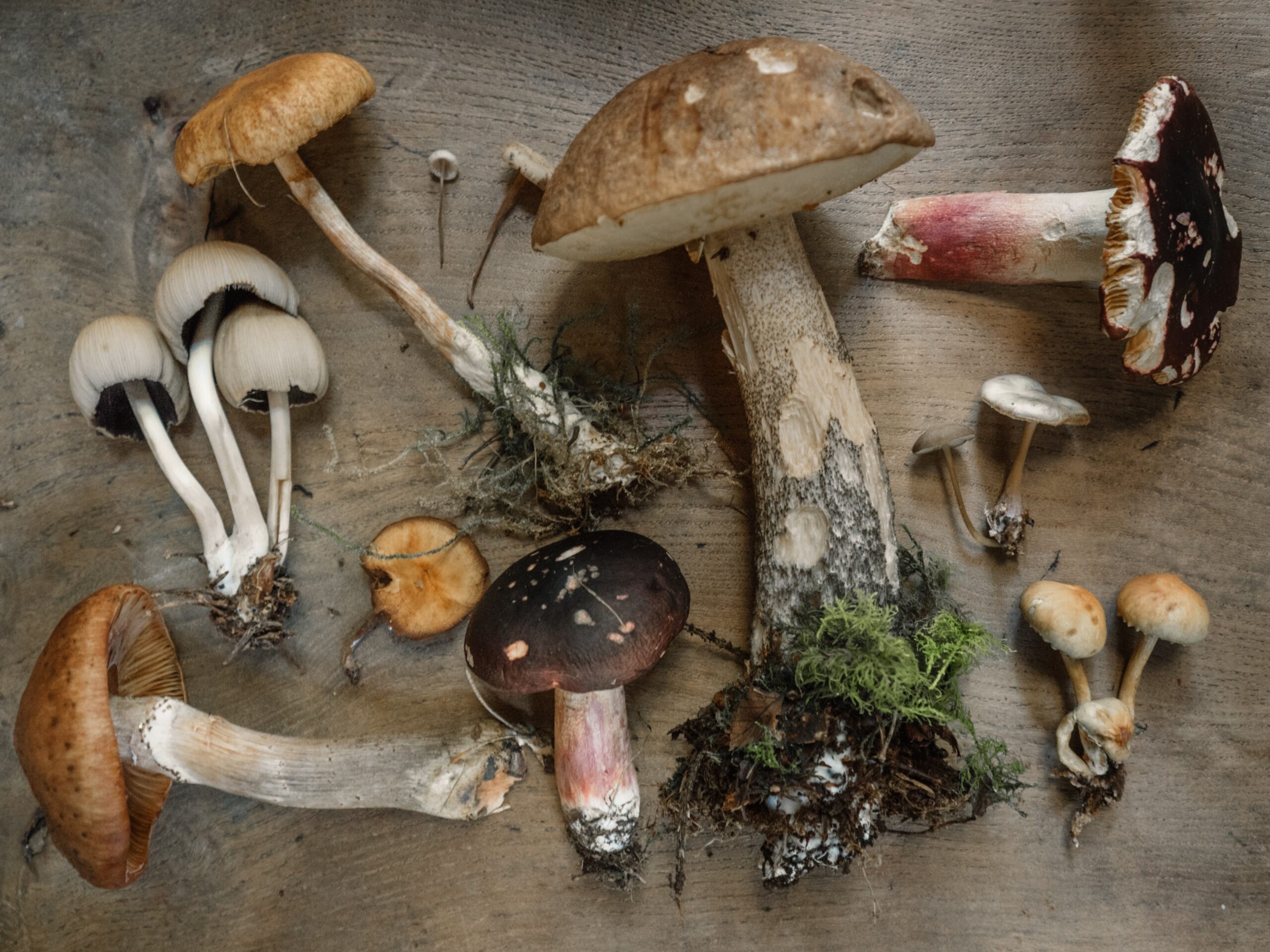 Read more about the article Mushroom for Depression – A Promising Remedy